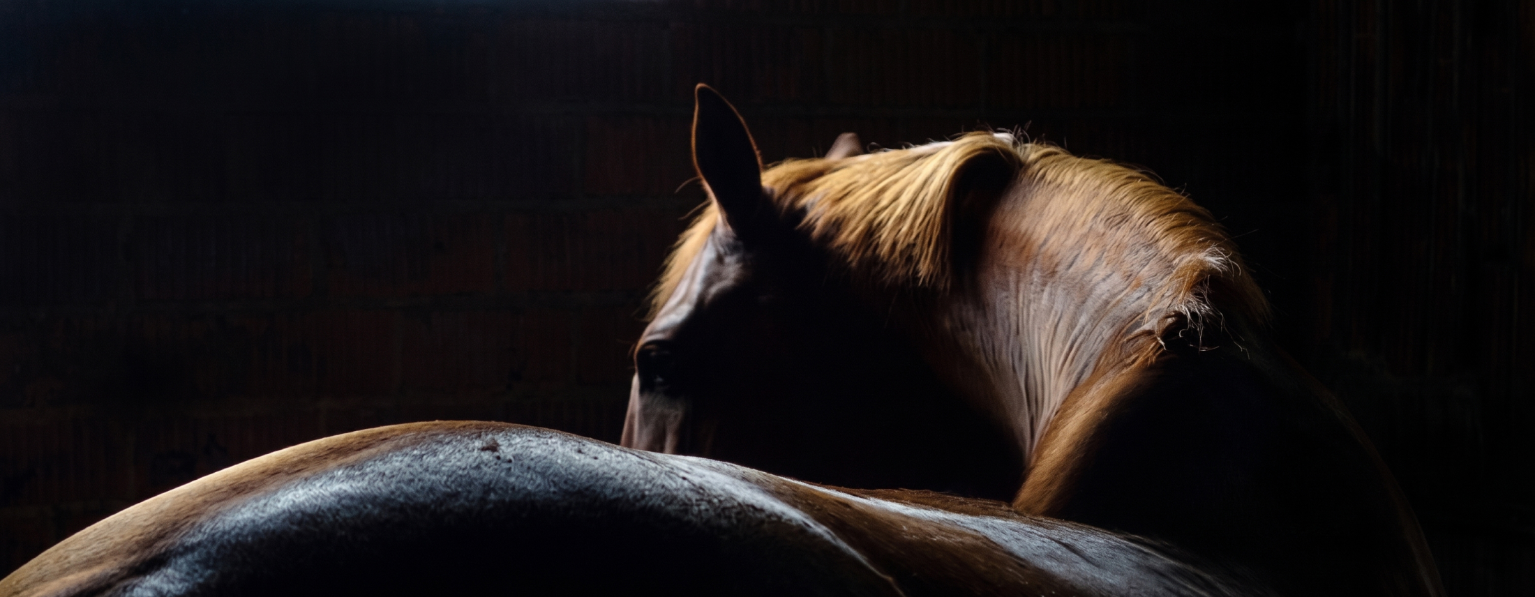 Martin Fierro Ranch, Case study by CR38® digital agency