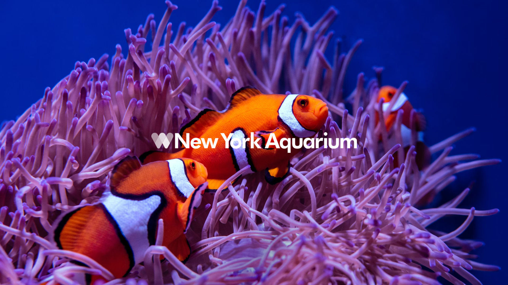 New York City Aquarium, Web design and branding case study by CR38® Agency